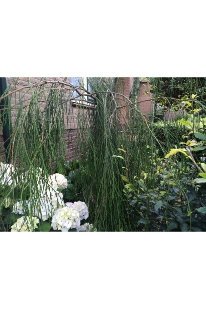 Кипарисовик Імбриката Пендула в ландшафті саду